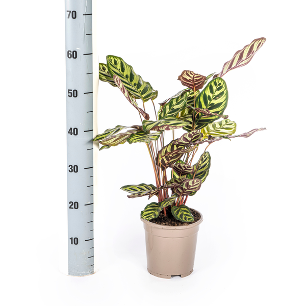 Pflanzenset "Calathea Blattzauber" - Tierfreundlich - (Ø17cm, ⭥50cm)