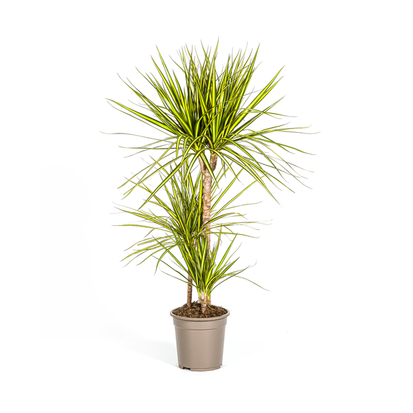 Dracaena Marginata "Sunray" - Drachenbaum - (Ø21cm, ⭥110cm)