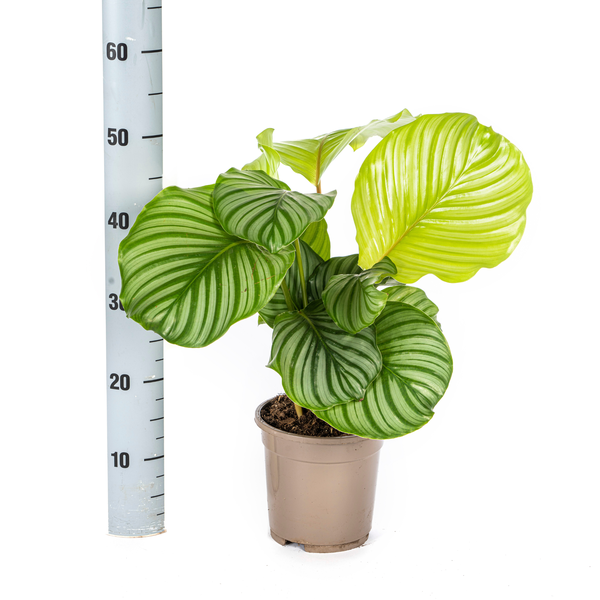 Pflanzenset "Calathea Blattzauber" - Tierfreundlich - (Ø17cm, ⭥50cm)