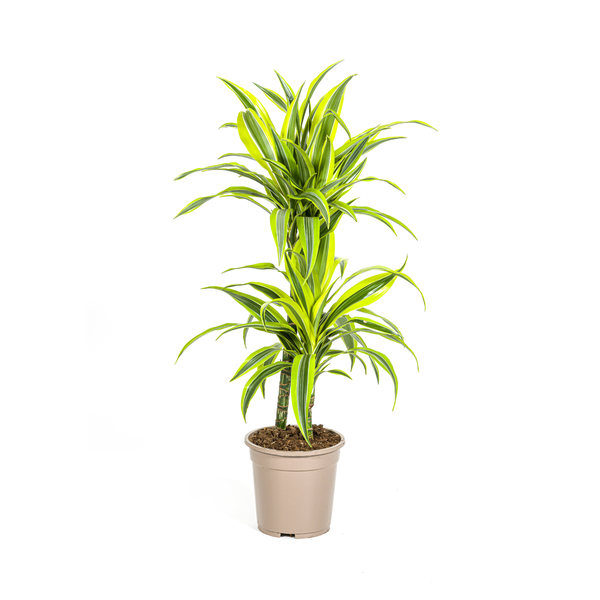 Pflanzenset "Dracaena 80cm Trio" - Pflegeleicht - Hawaiian Sunshine + Lemon Lime + White Stripe