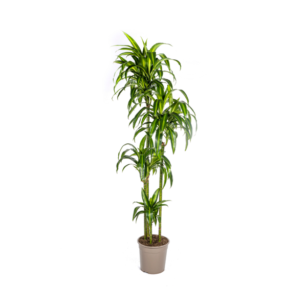 Dracaena Deremensis "Hawaiian Sunshine" - Drachenbaum - (Ø27cm, ⭥180cm)