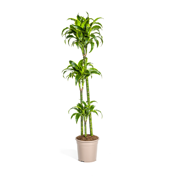 Dracaena Deremensis "Dorado" - Drachenbaum - (Ø24cm, ⭥130cm)