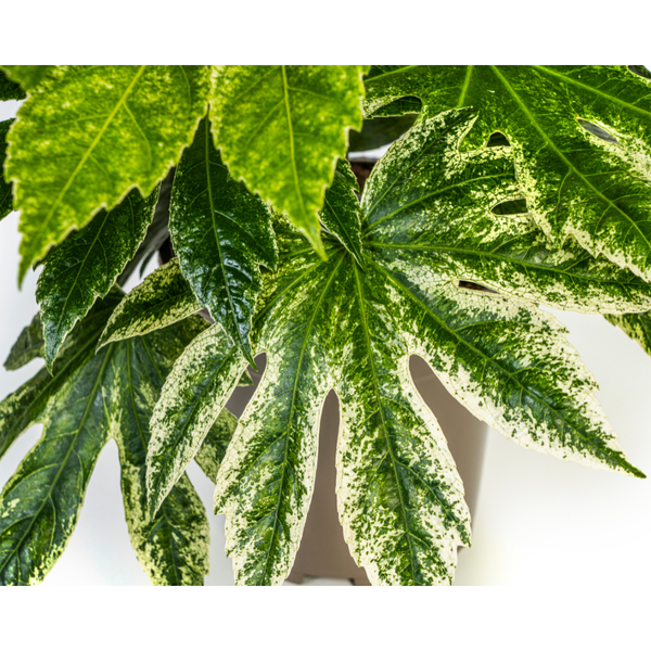 Fatsia Japonica Spider's Web - (Ø19cm, ⭥45cm)