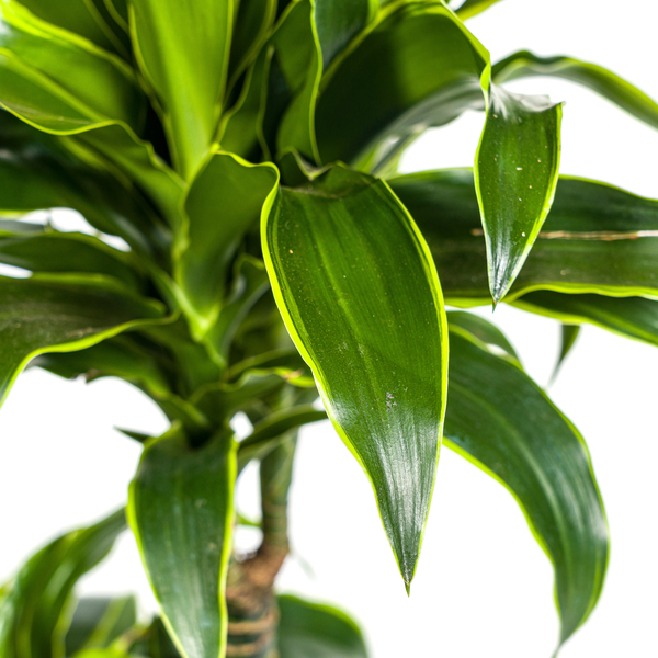 Dracaena Deremensis "Dorado" - Drachenbaum - (Ø21cm, ⭥110cm)