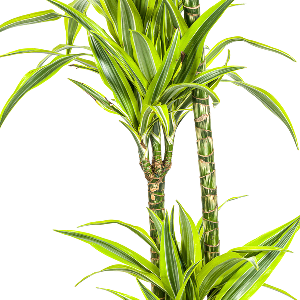 Dracaena Deremensis "Lemon Lime" - Drachenbaum - (Ø24cm, ⭥140cm)