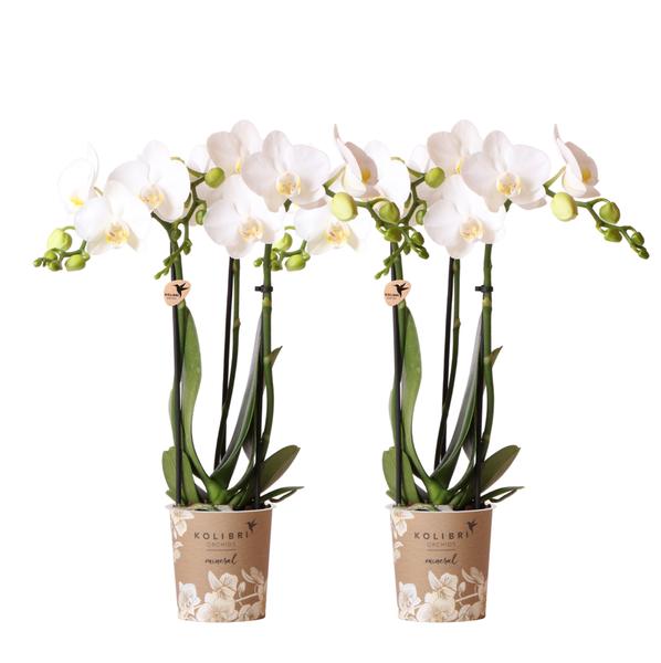 2er Set Phalaenopsis Orchideen - weiße Orchidee "Amabilis" - (Ø9cm)