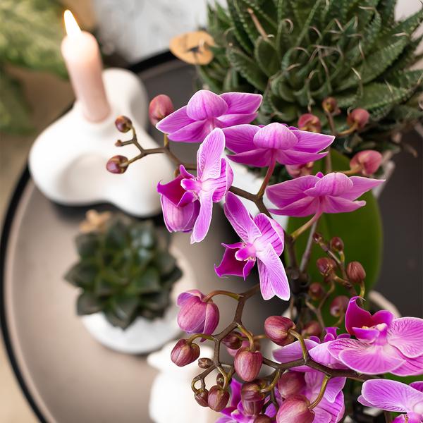 [Pflanzenset] Orchideen Rotterdam ⭥35cm & Orchidee Wien ⭥35cm - Tierfreundlich