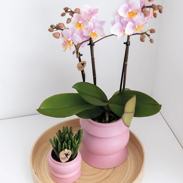 2 Stück - Phalaenopsis Orchideen - rosa Schmetterlingsorchidee "Andorra" - 〈⭥35cm〉