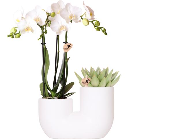 Design-Duo im Topf - Sukkulente Echeveria "Miranda" und Phalaenopsis Orchidee "Amabilis" - inkl. weißem Duo Keramik Ziertopf - (Ø9cm, ⭥15 & 35cm)