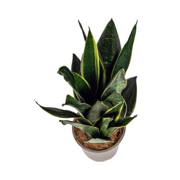 Sansevieria Trifasciata "Futura Black" - Bogenhanf - 〈⭥50cm〉