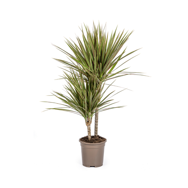 Dracaena Marginata "Bicolor" - Drachenbaum - (Ø17cm - ⭥60cm)