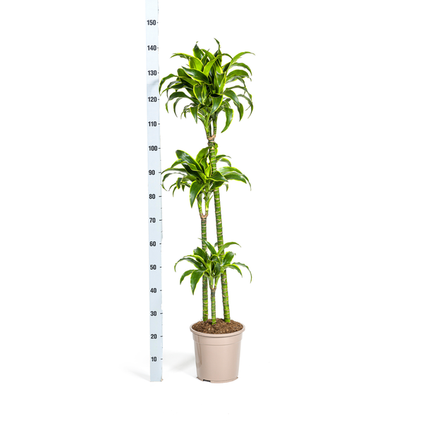 Dracaena Deremensis "Dorado" - Drachenbaum - (Ø24cm, ⭥130cm)