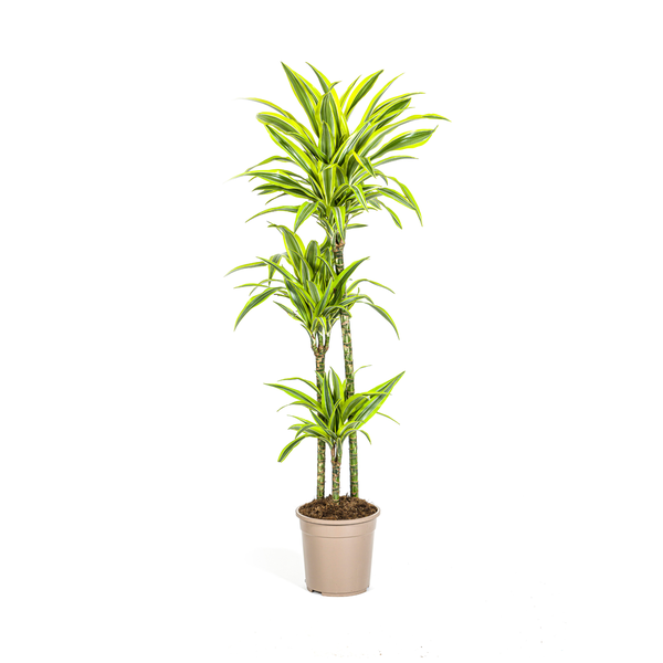 Dracaena Deremensis "Lemon Lime" - Drachenbaum - (Ø24cm, ⭥140cm)