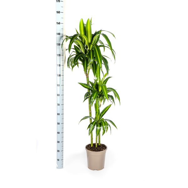 Dracaena Deremensis "Hawaiian Sunshine" - Drachenbaum - 〈⭥140cm〉