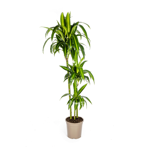 Dracaena Deremensis "Hawaiian Sunshine" - Drachenbaum - (Ø24cm, ⭥140cm)