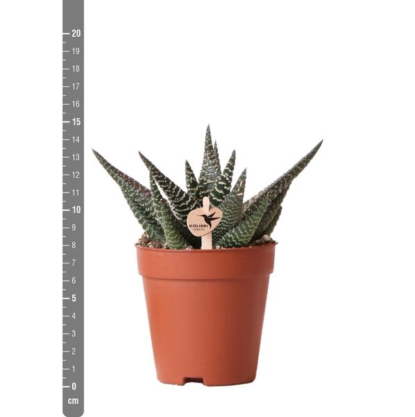 Sukkulente Haworthia Royal Highnness - 〈⭥15cm〉