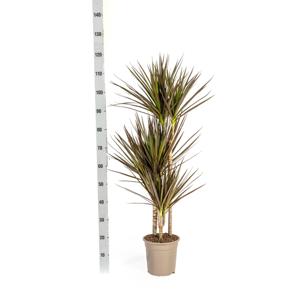 Dracaena Marginata "Magenta" - Drachenbaum - 〈⭥120cm〉