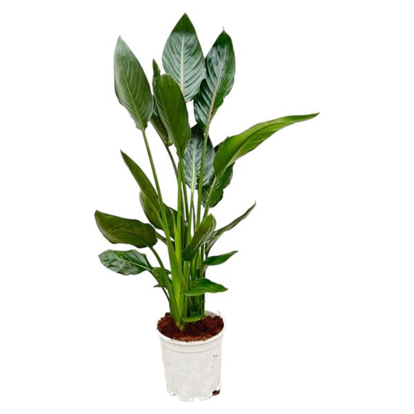 Strelitzia Reginae "Paradiesvogelblume" - (Ø19cm, ⭥110cm)