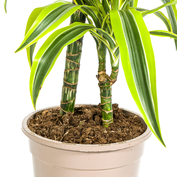 Dracaena Deremensis "Lemon Lime" - Drachenbaum - 〈⭥80cm〉